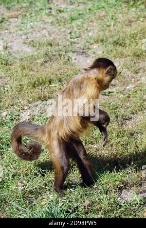 Capucins touffés au zoo, Gehaubter Kapuziner, Cebus apella, Sapajus apella, Apella csuklyásmajom Banque D'Images