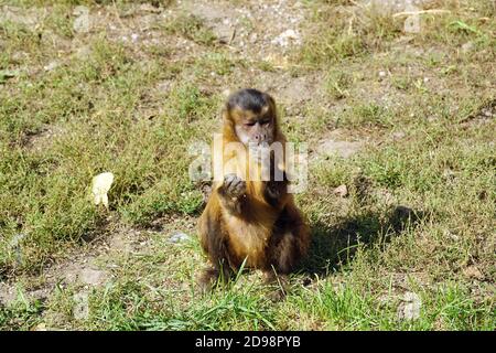 Capucins touffés au zoo, Gehaubter Kapuziner, Cebus apella, Sapajus apella, Apella csuklyásmajom Banque D'Images