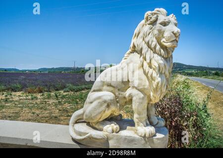 Un lion sculpté garde les champs de lavande du Luberon près de Lacoste, département du Vaucluse, Provence-Alpes-Côte d'Azur, Sud de la France Banque D'Images
