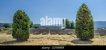 Champs de lavande Luberon près de Lacoste, département du Vaucluse, Provence-Alpes-Côte d'Azur, Sud de la France Banque D'Images