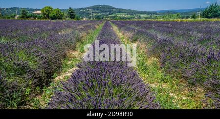 Champs de lavande Luberon près de Lacoste, département du Vaucluse, Provence-Alpes-Côte d'Azur, Sud de la France Banque D'Images