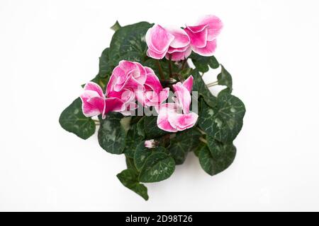 Photo de couleur rose Cyclomène perse fleur rose, vue de dessus, sur fond blanc. Médecine traditionnelle, traitement à base de plantes. Cyclamen persicum Banque D'Images