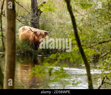 La vache des Highlands boit au bord de la rivière Banque D'Images
