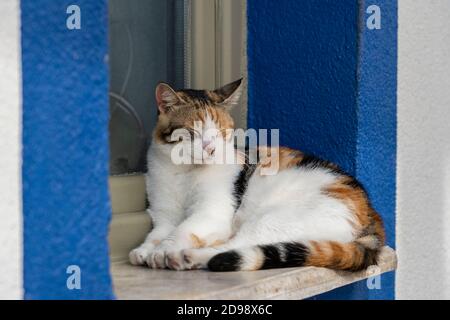 Un chat est assis sur un rebord de fenêtre, près de la mer dans la station balnéaire de Bodrum, Turquie. Close up Banque D'Images