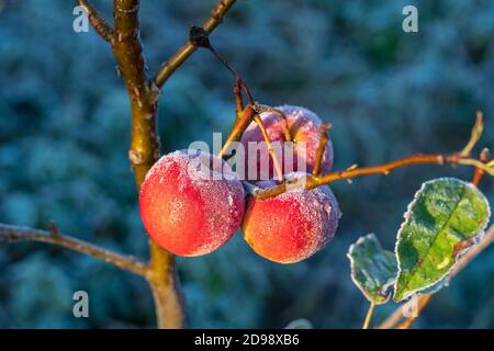 Pommes rouges frais sur arbre dans la première gelée, Close up. Pommes rouges avec de la gelée blanche après le premier matin givre, Ukraine Banque D'Images