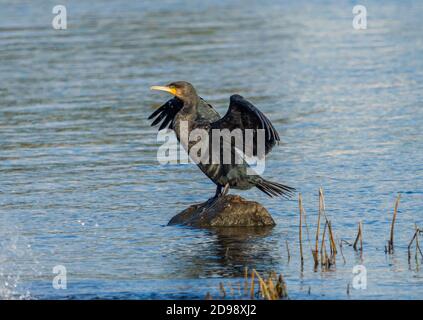 Cormorant à double crête sèche ses plumes. Banque D'Images