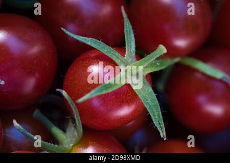 Rouge mûr frais récoltés tomates cerises texture macro, fond plein cadre alimentaire Banque D'Images