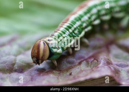 Pinhawk Moth caterpillar macro, arrière-plan abstrait flou avec mise au point sélective Banque D'Images