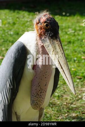 Marabou cigogne, Marabu, Marabout d'Afrique, Leptoptilos crumeniferus, afrikai marabu Banque D'Images