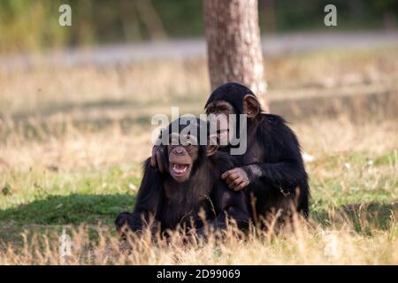 Deux singes assis et s'amuser Banque D'Images