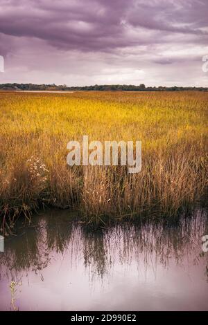 Marais sur les rives de la rivière ADLE près de Snape à Suffolk, Angleterre, Royaume-Uni Banque D'Images