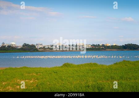 Flamants roses sur un lac. La ville de Larnaca en arrière-plan. Chypre Banque D'Images