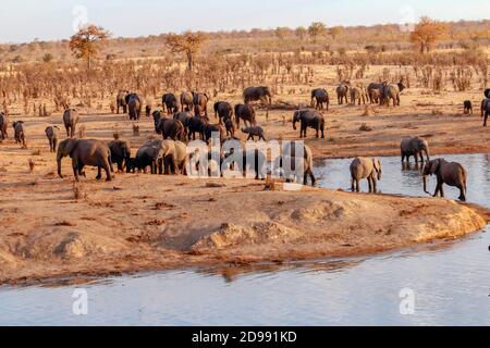 Le Zimbabwe est principalement herbacé, mais ses montagnes donnent place à des forêts tropicales et de feuillus. Le Zimbabwe soutient la deuxième plus grande population d'éléphants, des populations importantes et croissantes de lions et de chiens sauvages, et était autrefois le grenier agricole en Afrique. La faune sauvage importante comprend le buffle africain, l'éléphant de brousse africain, le rhinocéros noir, la girafe méridionale, le léopard africain, le lion, le zèbre des plaines et plusieurs espèces d'antilopes. Zimbabwe. Banque D'Images