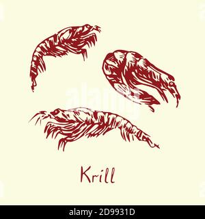 Krill isolé, esquisse simple dessin de l'oodle dans le style de la gravure avec inscription Banque D'Images