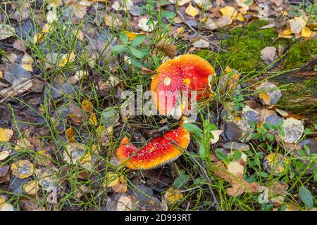 Vue sur les champignons rouges sur le paysage de la forêt d'automne. Magnifiques paysages naturels. Banque D'Images