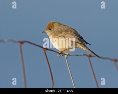 Femelle ou immature de la bercaille eurasienne (Sylvia atricapilla) perchée sur la clôture, Whalsay, Shetland, Écosse Banque D'Images