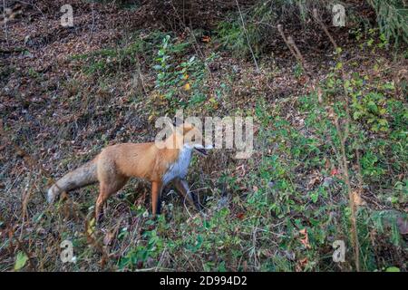 European red fox (Vulpes vulpes) à Fagaras Mountains, Roumanie Banque D'Images