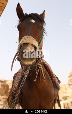 Les promenades en calèche et à cheval en Jordanie sont célèbres. Le sud de la Jordanie à cheval où la nature est incroyablement belle et sauvage. L'une de ses merveilles naturelles est le paysage désertique le plus impressionnant du monde : Wadi Rum. Ce vaste désert, riche en couleurs et en échos est un véritable paradis pour les amoureux de la nature. Jordanie. Banque D'Images