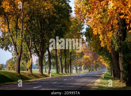 La route asphaltée pavée traverse une forêt avec des arbres d'automne dans une localité rurale avec des bollards en béton. Journée ensoleillée sans nuages, sans personnes ni voitures Banque D'Images