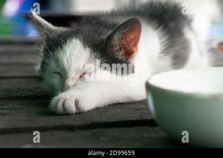 Un joli petit chaton fatigué dort près d'un bol de lait après les repas Banque D'Images