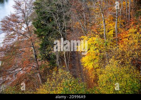 Couleurs chaudes des arbres dans la forêt près du rivière un jour d'automne Banque D'Images