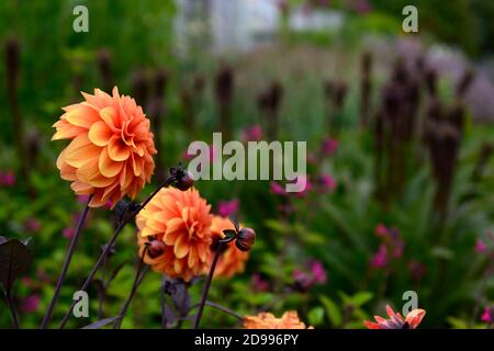 Dahlia David Howard, orange, fleurs,fleurs,fleurs,Fleurs,RM dahlias Banque D'Images