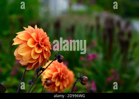 Dahlia David Howard, orange, fleurs,fleurs,fleurs,Fleurs,RM dahlias Banque D'Images