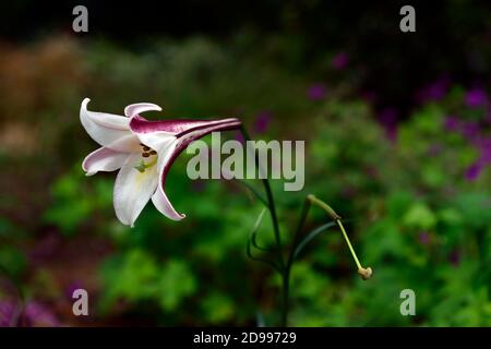 lilium formosanum var pricei,lis,lys,fleurs,Floraison,trompette rose crème,nénuphars,lys alpins,parfum,parfum,parfum,parfum,parfum,parfum,parfum,RM F Banque D'Images