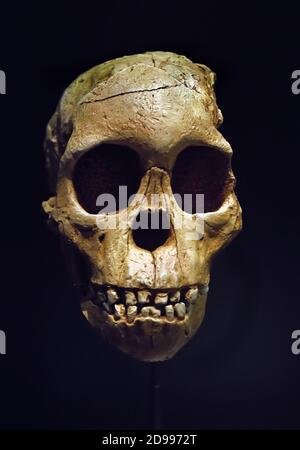 Reproduction muséale du crâne australopithecus africanus, connu sous le nom d'enfant Taung, exposé sur fond sombre au Musée archéologique national de Madrid, Espagne. Banque D'Images