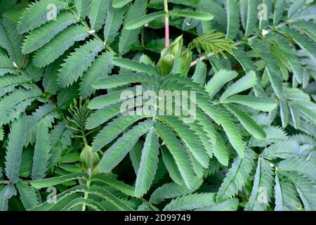 Melianthus Major Antonow's Blue,Antonow Honeybush,feuillage bleu vert,feuilles,plante architecturale,jardin,RM Floral Banque D'Images