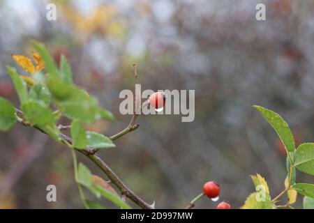 Gouttes de rosée sur les branches et les baies de rosehip Banque D'Images