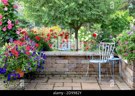 Un saule ornemental japonais varié, accompagné de mandevilla rouge, de roses rouges, de géraniums rouges et de pétunias violets sont en toile de fond pour ce patio tranquille Banque D'Images