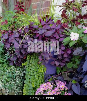 Oxalis triangularis, les shampoings violets, sont le feuillage de remplissage dans le conteneur de jardin Banque D'Images