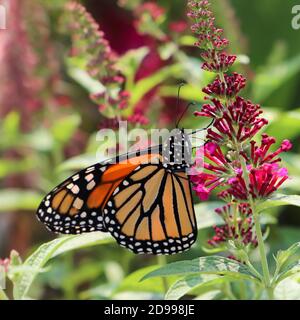 Papillon Monarch coloré se nourrissant sur Miss Molly buisson papillon, une bourgeelie non invasive dans le Midwest Banque D'Images