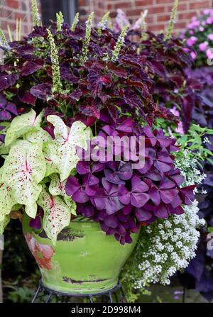 Oxalis triangularis, shamrocs pourpres, salvia pourpre, et caladium variégé composent ce magnifique conteneur de jardin Banque D'Images