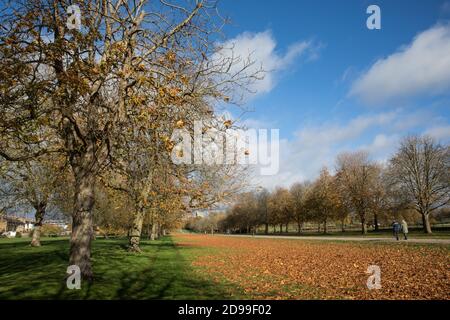 Windsor, Royaume-Uni. 3 novembre 2020. Les feuilles d'automne tombées sont photographiées lors de la collecte par le personnel de Crown Estate dans le Grand parc de Windsor. Le Royaume-Uni a vu une exposition spectaculaire des couleurs de l'automne suite à des épisodes de temps ensoleillé au printemps et en septembre ainsi qu'une pluie suffisante pendant l'été. Crédit : Mark Kerrison/Alamy Live News Banque D'Images