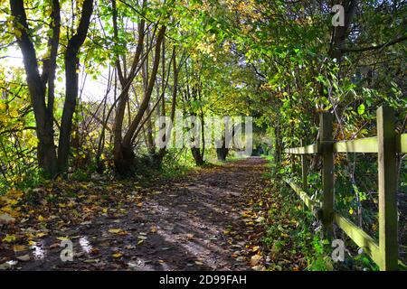 Le sentier Trans Pennine Trail à Sprotbrough, dans le Yorkshire du Sud, au Royaume-Uni Banque D'Images