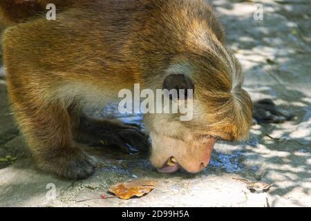 Arrosage. Toque macaque (Macaca sinica) (nourrissant la femelle) tente de lécher l'eau suintant sur les pierres de route, il est Sri Lanka endémique. Portrait en gros plan Banque D'Images