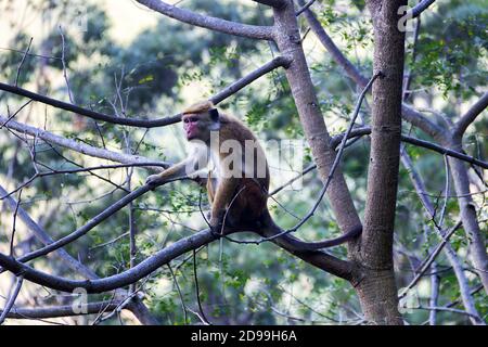 Singe dans un adorable arbre sur le fond des montagnes boisées de pluie. Faune endémique du Sri Lanka. Macaque à la façade pâle (Macaca sinica aurifrons) Banque D'Images