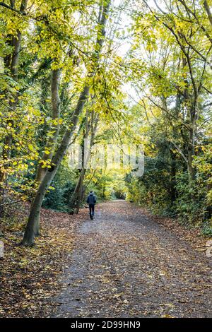 Parkland Walk, une ligne de chemin de fer désutilisée dans le nord de Londres, maintenant un sentier de nature populaire auprès des marcheurs et des cyclistes, Londres, Royaume-Uni Banque D'Images