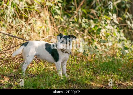 Chien triste laissé seul dans une forêt, attaché avec une corde à un arbre. Conséter la cruauté envers les animaux Banque D'Images