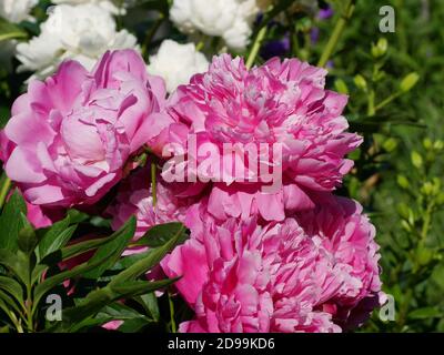 Paeonia Princesse Margaret. Fleur de pivoine rose double. Paeonia lactiflora (pivoine chinoise ou pivoine de jardin commune). Belles pivoines roses Banque D'Images