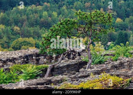 Magnifique paysage avec Rhus typhina et murs en pierre en automne Mise au point sélective Banque D'Images