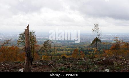 Champs du changement climatique et du réchauffement de la planète dans la forêt de Taunus : arbres tués avec vue sur Francfort-sur-le-main, où se trouvait il y a 2 ans une forêt dense Banque D'Images