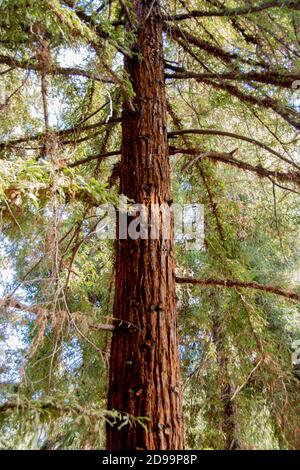 Les arbres et la faune de Sequoia qui composent la forêt de séquoias située dans le parc régional de Brea Canyon, Brea, Californie, États-Unis. Banque D'Images