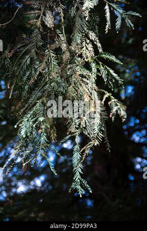 Les arbres et la faune de Sequoia qui composent la forêt de séquoias située dans le parc régional de Brea Canyon, Brea, Californie, États-Unis. Banque D'Images