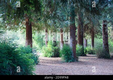 Les arbres et la faune de Sequoia qui composent la forêt de séquoias située dans le parc régional de Brea Canyon, Brea, Californie, États-Unis. Banque D'Images