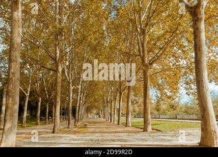 Peupliers en automne avec feuilles jaunes, parcs et jardins Banque D'Images