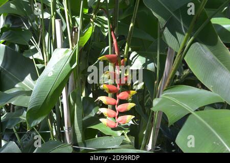 L'Heliconia rouge est suspendue dans le Bush dans l'après-midi ensoleillé Banque D'Images