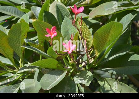 trois fleurs de plumeria rose dans le bush vert dans le soleil après-midi Banque D'Images